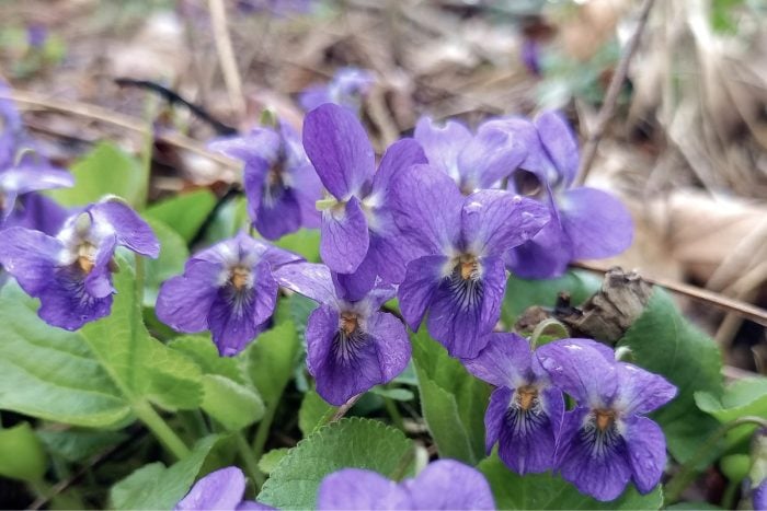 スミレ canva画像