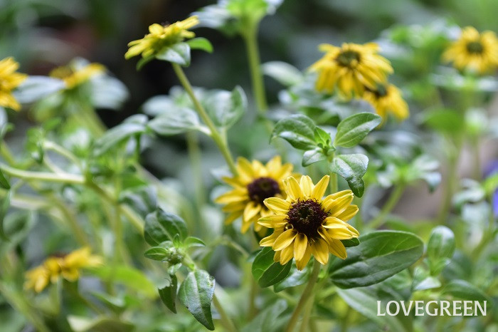 サンビタリア2 サンビタリア