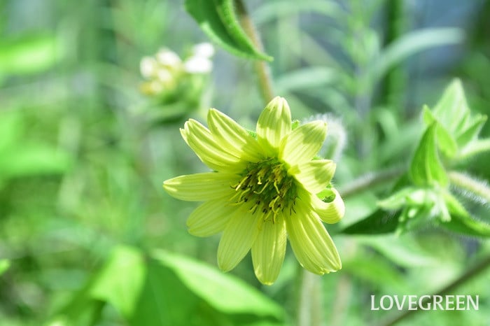 シルフィウムモーリー シルフィウムモーリー