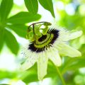 一日花一覧