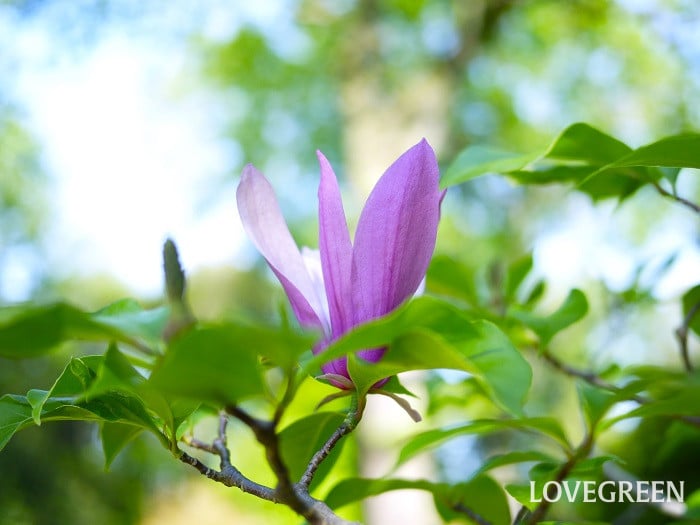 モクレン小 モクレン