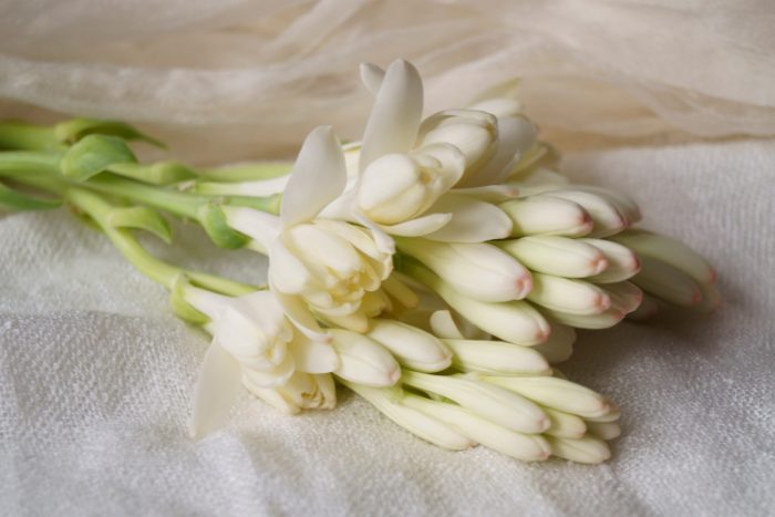 Canva画像 チューベローズ