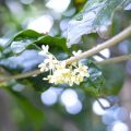 銀木犀ってどんな花？香りや花咲く季節、金木犀との違いを詳しく紹介