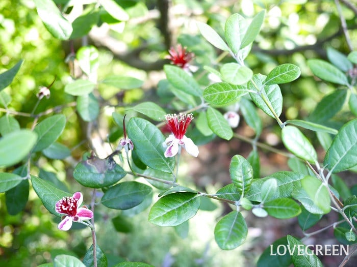 フェイジョア小 フェイジョア