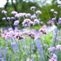 ずっと咲き続ける花一覧
