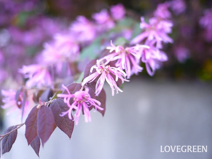 常緑低木一覧|イングリッシュガーデンにおすすめの木や花が咲く種類 | LOVEGREEN(ラブグリーン)