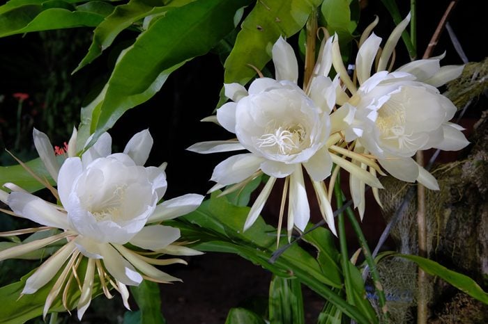 AdobeStock　月下美人