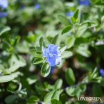 アメリカンブルー様 おまとめ 花】アメリカンブルーの育て方・摘芯 - YouTube