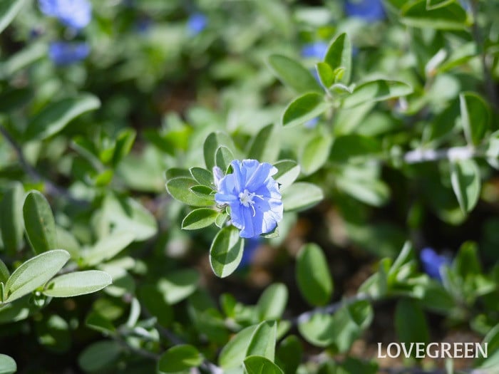 アメリカンブルー小 アメリカンブルー