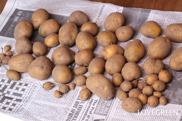 ジャガイモ　インカのめざめ　収穫　家庭菜園　料理　ローズマリーポテト