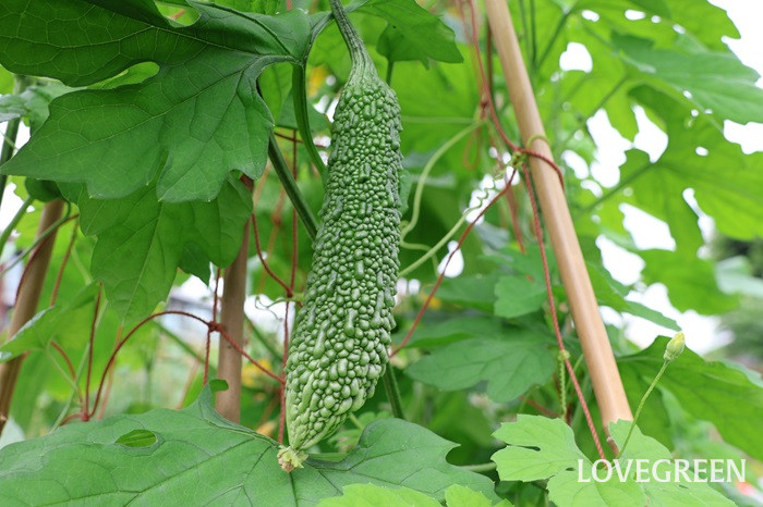 ゴーヤ　畑栽培　家庭菜園