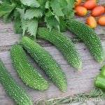 家庭菜園 夏野菜