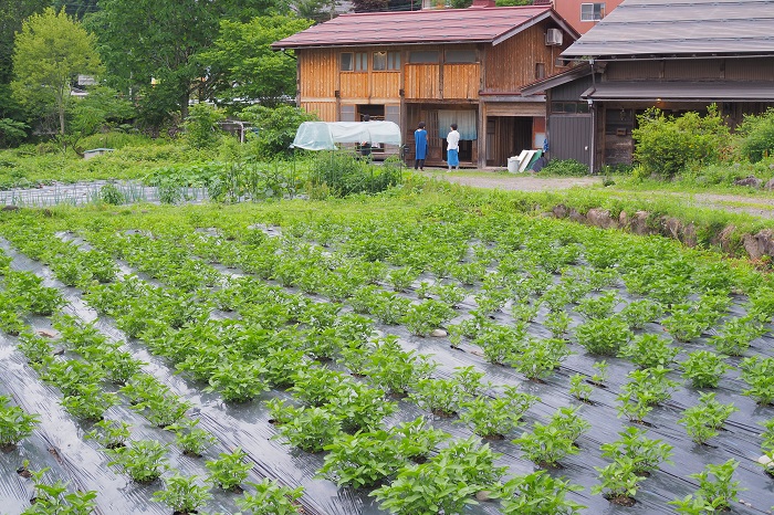 石徹白用品店　平野馨生里さん　草木染め　藍染め　たつけ　石徹白に根差して