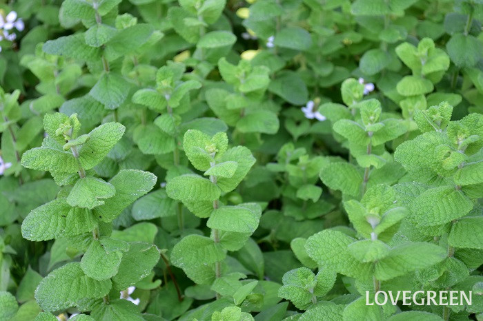 アップルミント アップルミント