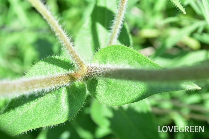 シルフィウムモーリー1 シルフィウムモーリー