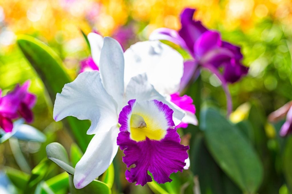 カトレアの育て方・栽培方法 | LOVEGREEN(ラブグリーン)