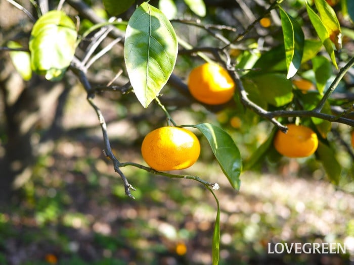 ミカン小 ミカン