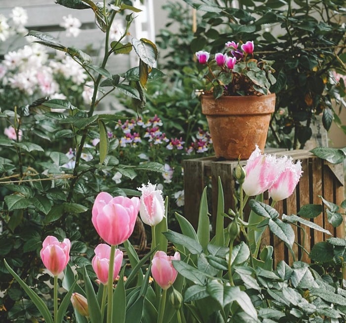 「ぴーちゃんの植物雑記帳」#4　植物は空気を読まない。だからこそ強いのかも