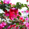 南国の花一覧