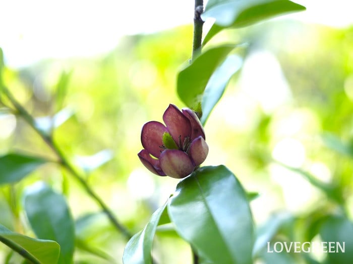 カラタネオガタマ