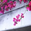かっこいい花言葉一覧|名誉や勇気、愛、魅力などの花言葉の花