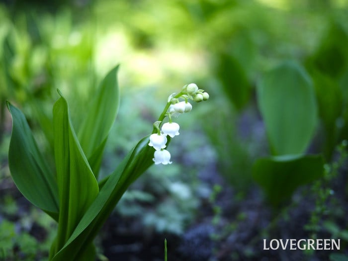 白く可憐な花スズラン|花の季節、種類や特徴 | LOVEGREEN(ラブグリーン)