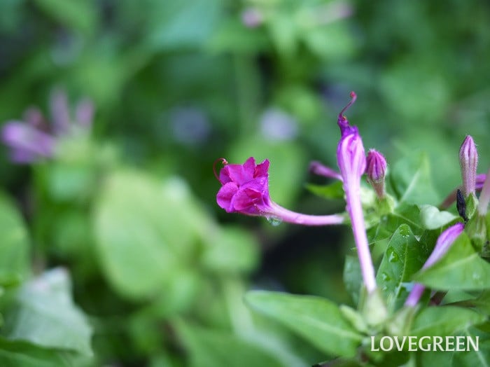 オシロイバナの花の咲く時間