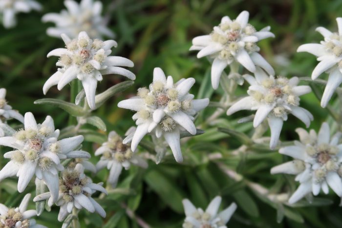 エーデルワイス canva画像