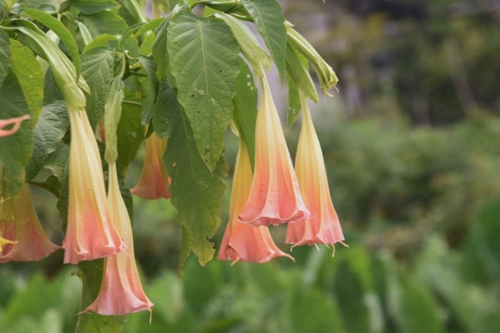 canva エンジェルストランペット