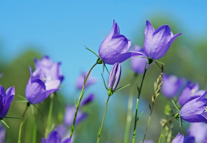 canva画像　イトシャジン　Campanula rotundifolia