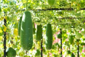 瓜(うり)の種類一覧|野菜や果物、作りたくなるレシピや食べ方 | LOVEGREEN(ラブグリーン)