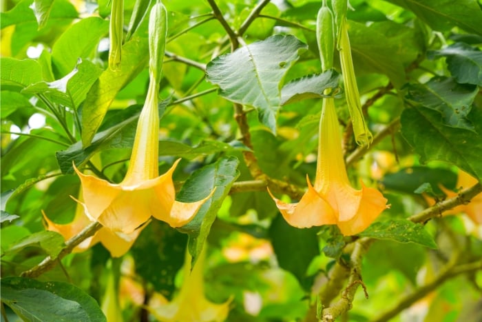 canva エンジェルストランペット