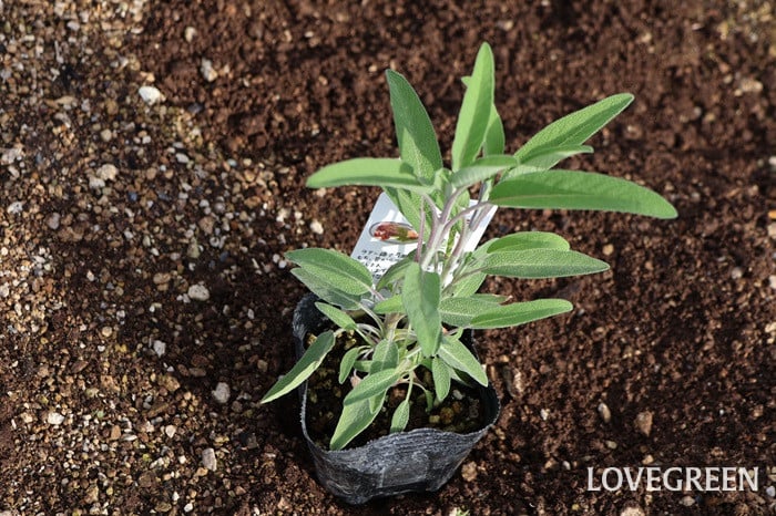 セージ コモンセージ セージ コモンセージ