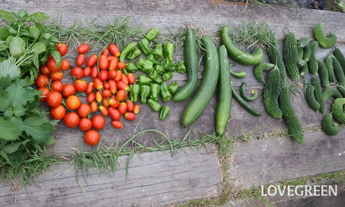 夏野菜　キュウリ　トマト　ゴーヤ