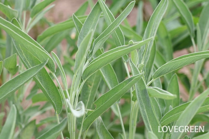 コモンセージ セージ コモンセージ セージ