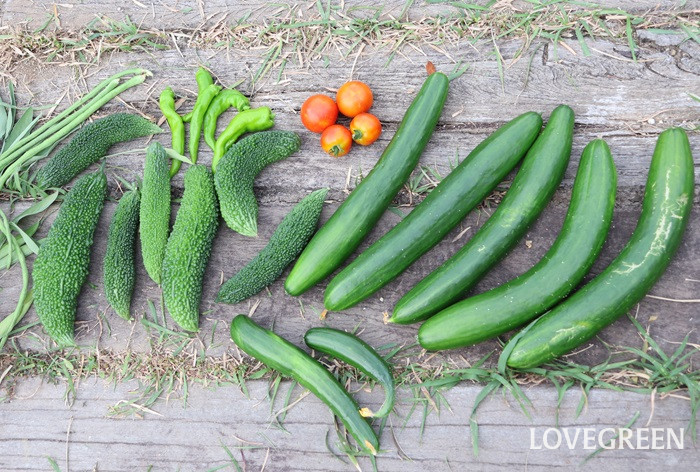 夏野菜　キュウリ　トマト　ゴーヤ