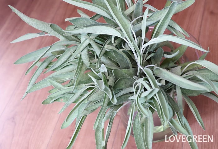 コモンセージ セージ コモンセージ セージ ハーブ