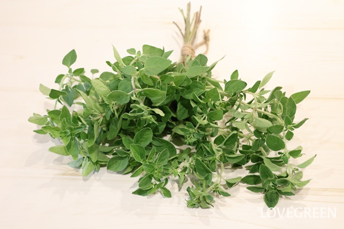 オレガノ オレガノ