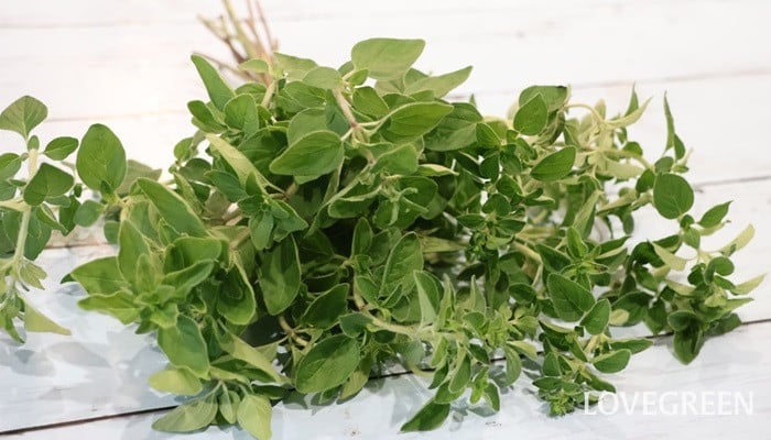 オレガノ オレガノ