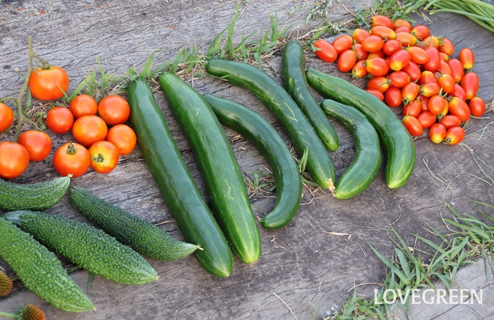 夏野菜　キュウリ　トマト　ゴーヤ