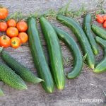 夏野菜 キュウリ トマト ゴーヤ