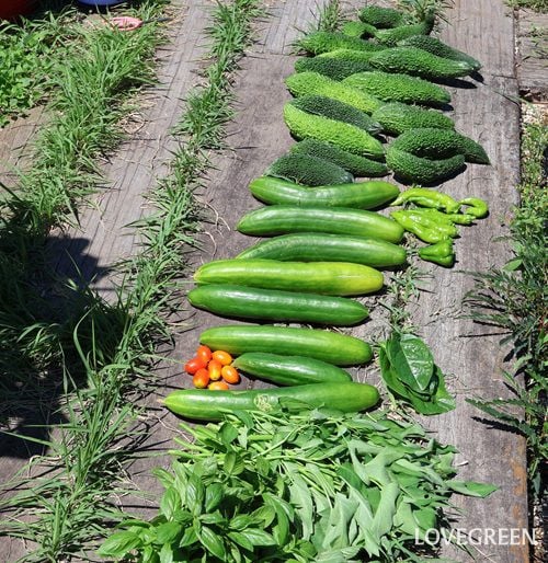 夏野菜　キュウリ　トマト　ゴーヤ　ピーマン