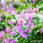 ブーゲンビリア（ブーゲンビレア）の育て方・栽培方法 | LOVEGREEN