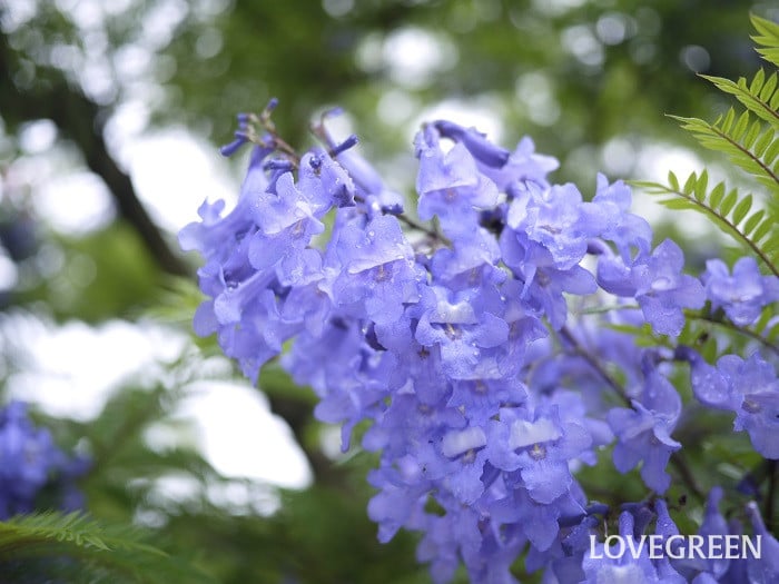 ジャカランダの花言葉|花の特徴、名前や花言葉の由来、種類 | LOVEGREEN(ラブグリーン)