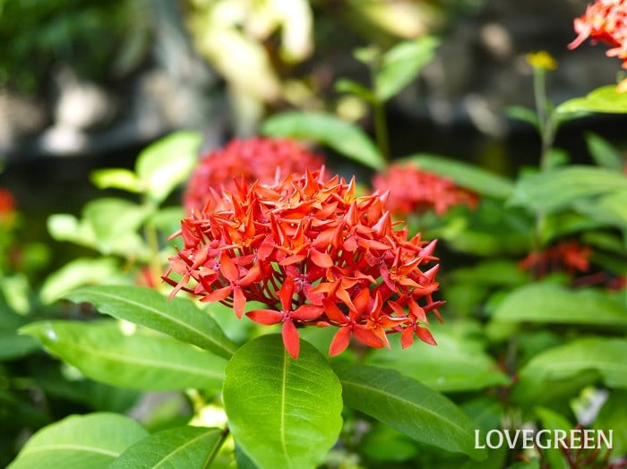 サンタンカ小 サンタンカ