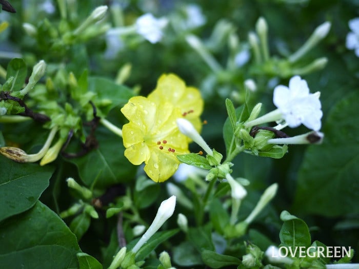 オシロイバナの花の特徴と咲く季節