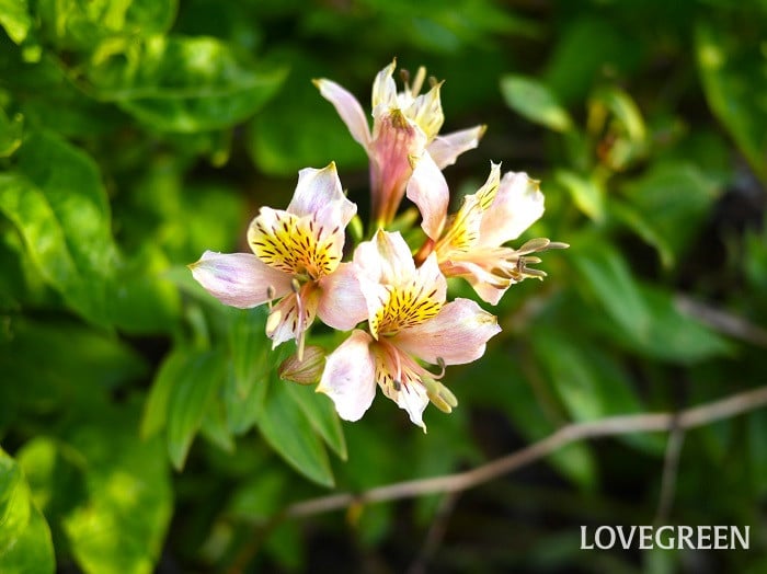 アルストロメリア小 アルストロメリア