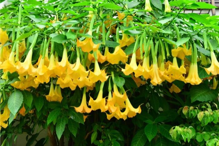 canva エンジェルストランペット