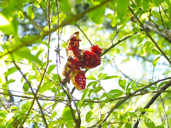 ザクロ小 ザクロ