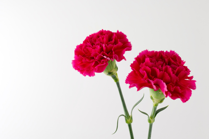 Canva画像　カーネーション